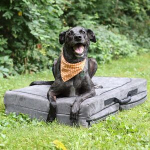 Fold-N-Go Travel Dog Bed
